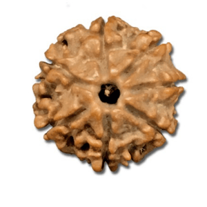 Nepal Rudraksha