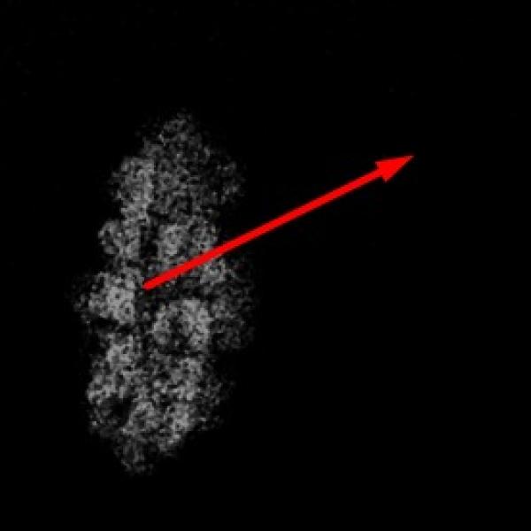 Pure Consciousness Bead – Indonesian 1 Mukhi