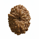 🌞12 Mukhi Indonesian Rudraksha (12–14mm with X-Ray) – Radiance of Lord Surya for Leadership, Confidence & Vitality