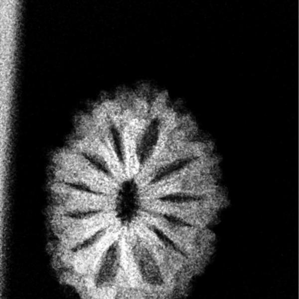 🌞12 Mukhi Indonesian Rudraksha (12–14mm with X-Ray) – Radiance of Lord Surya for Leadership, Confidence & Vitality