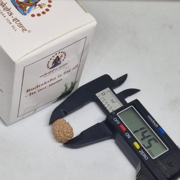 13 Mukhi Indonesian Rudraksha (12-15mm+ with X-Ray) – Blessings of Lord Kamadeva & Lord Indra for Charm, Success & Prosperity