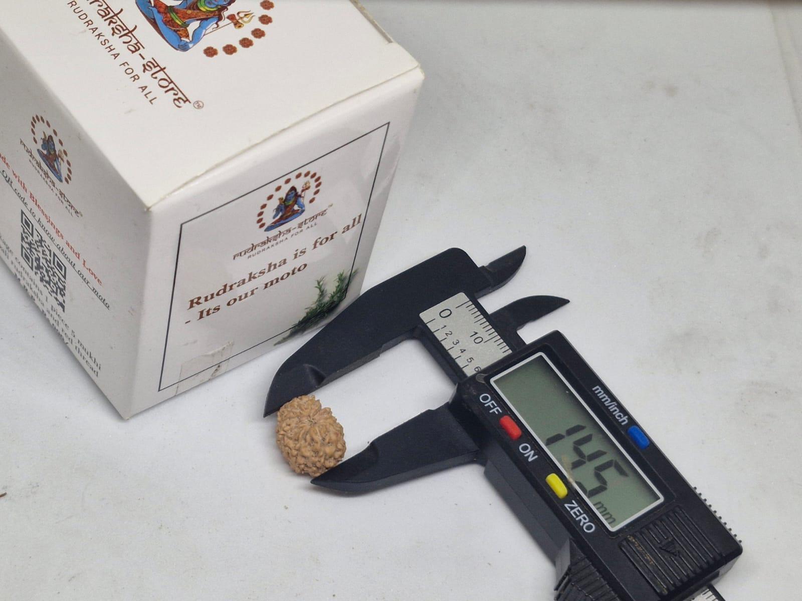 13 Mukhi Indonesian Rudraksha (12-15mm+ with X-Ray) – Blessings of Lord Kamadeva & Lord Indra for Charm, Success & Prosperity