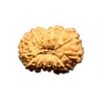 14 Mukhi Indonesian Rudraksha Medium