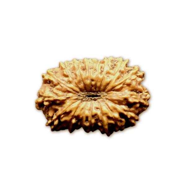 17 Mukhi Indonesian Rudraksha (16mm+ with X-Ray) – Divine Grace of Goddess Katyayani for Prosperity, Relationships & Spiritual Growth