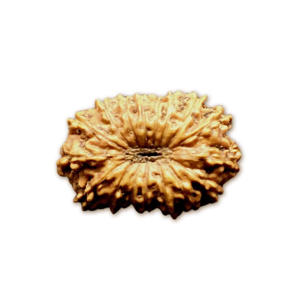17 Mukhi Indonesian Rudraksha (16mm+ with X-Ray) – Divine Grace of Goddess Katyayani for Prosperity, Relationships & Spiritual Growth