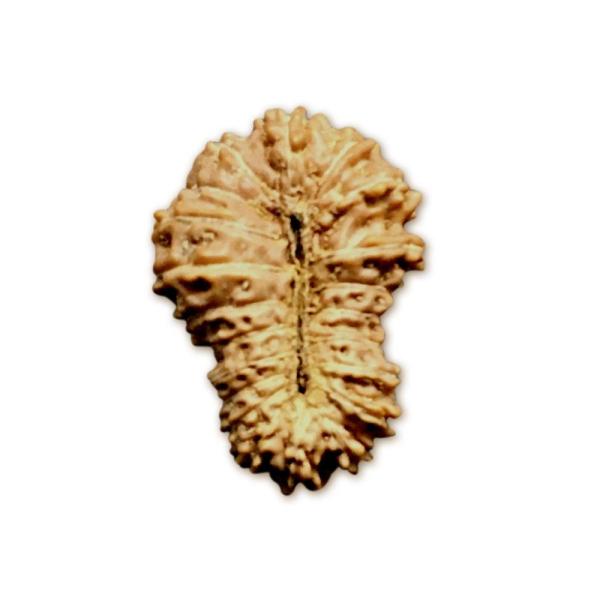 21 Mukhi Indonesian Rudraksha (16mm+ with X-Ray) – Supreme Grace for Liberation, Protection & Spiritual Evolution