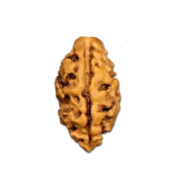2 Mukhi Nepal Rudraksha (Size- 16mm-18mm)