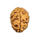 2 Mukhi Nepal Rudraksha Big