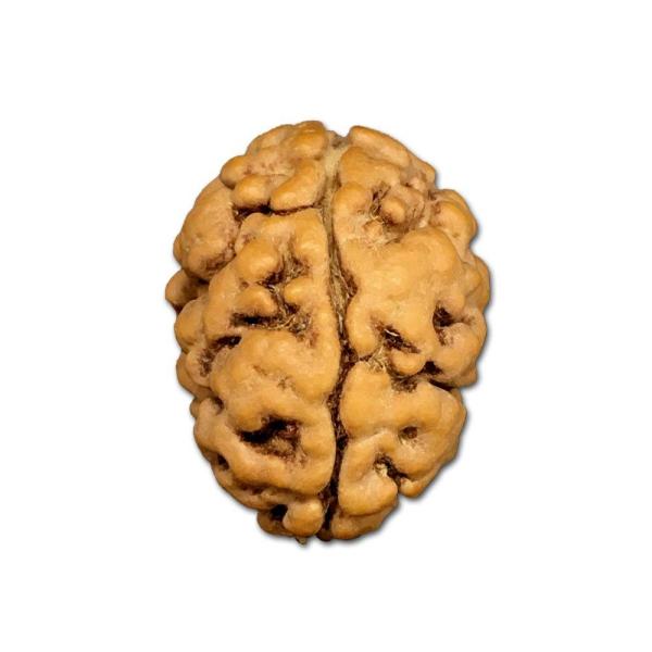 2 Mukhi Nepal Rudraksha Big