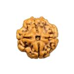 4 Mukhi Nepal Rudraksha