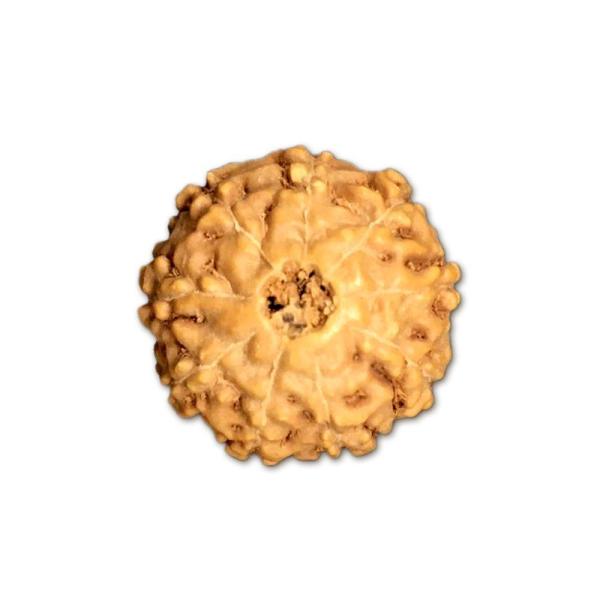 9 Mukhi Indonesian Rudraksha (Big Size with X-Ray) – Divine Energy of Goddess Durga for Power, Protection & Fearlessness
