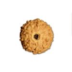 9 Mukhi Indonesian Rudraksha Medium