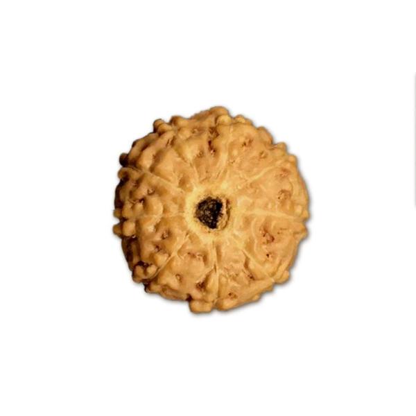 9 Mukhi Indonesian Rudraksha Medium