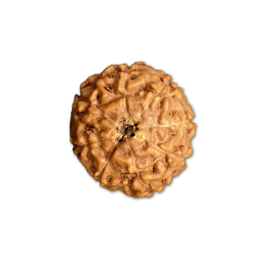 8 Mukhi Indonesian Rudraksha (Big Size with X-Ray) – Divine Power of Lord Ganesha for Success & Obstacle Removal