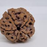 5 Mukhi Nepal Rudraksha Premium Quality