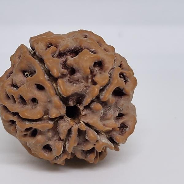 5 Mukhi Nepal Rudraksha Premium Quality