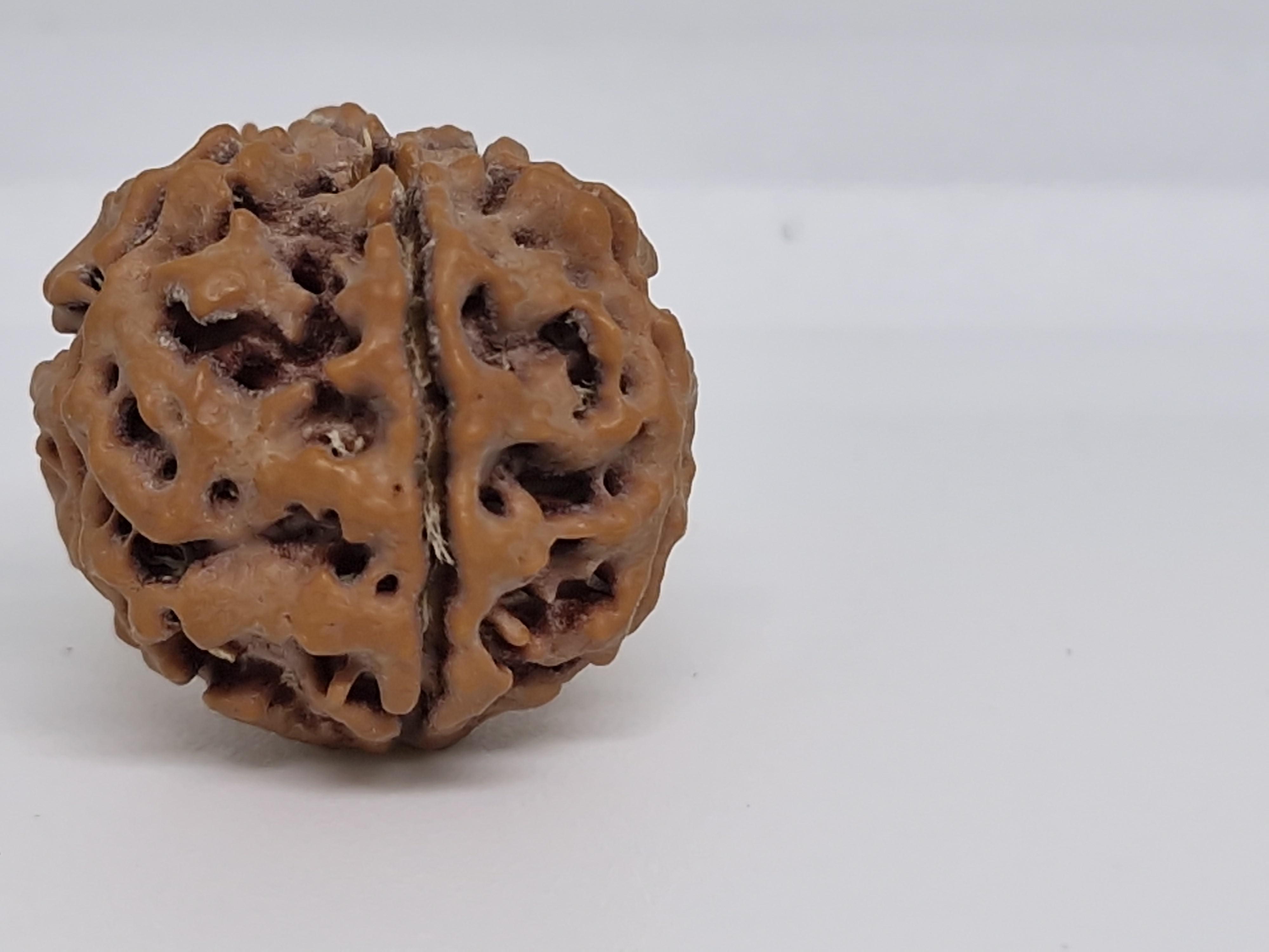 5 Mukhi Nepal Rudraksha Premium Quality